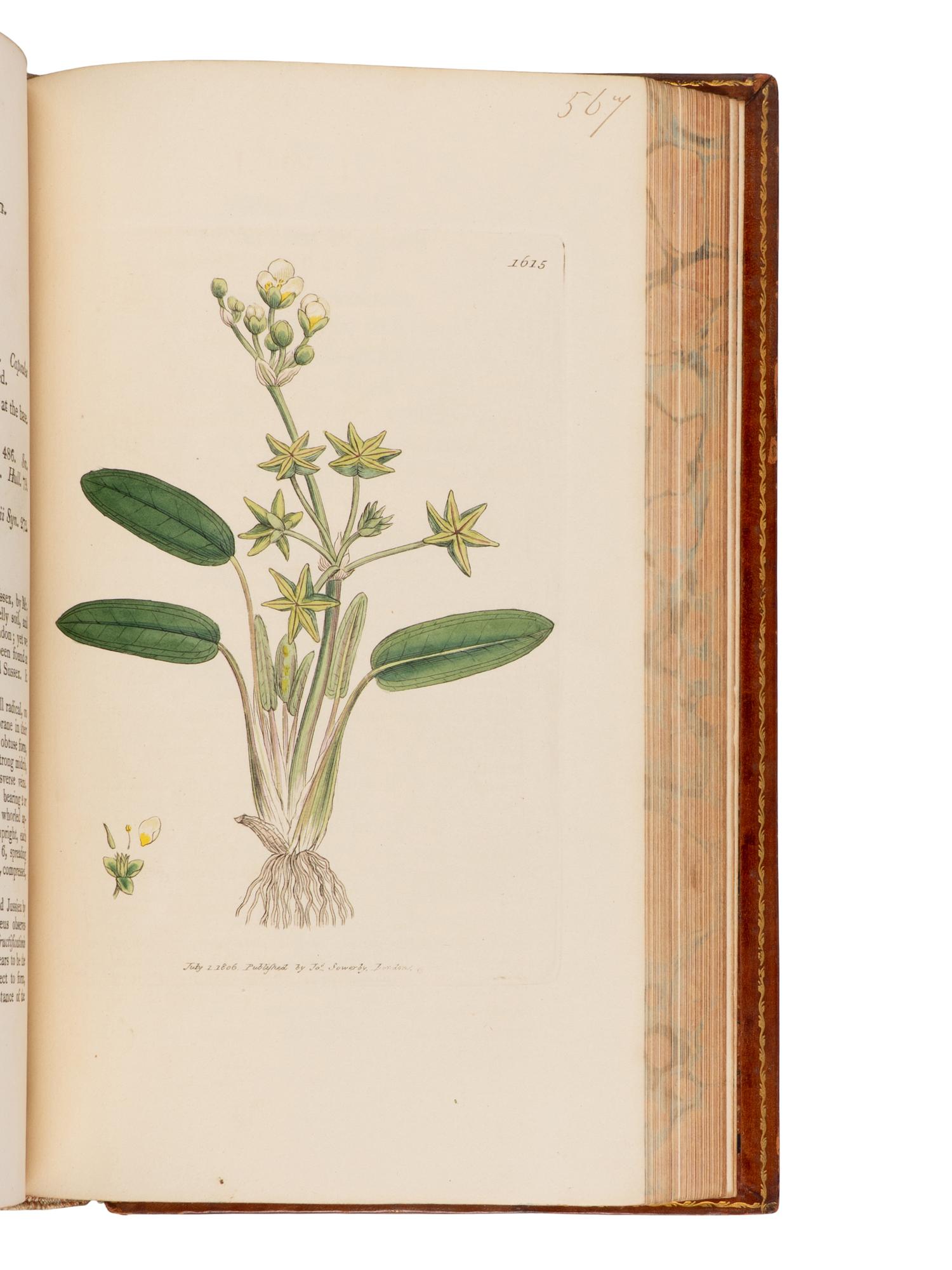 [Natural History] Sowerby, James. English Botany; or, Coloured Figures of British Plants ...