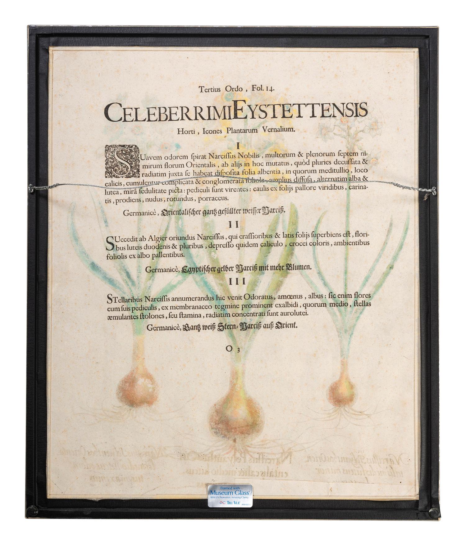 Three Hand-Colored Botanical Engravings