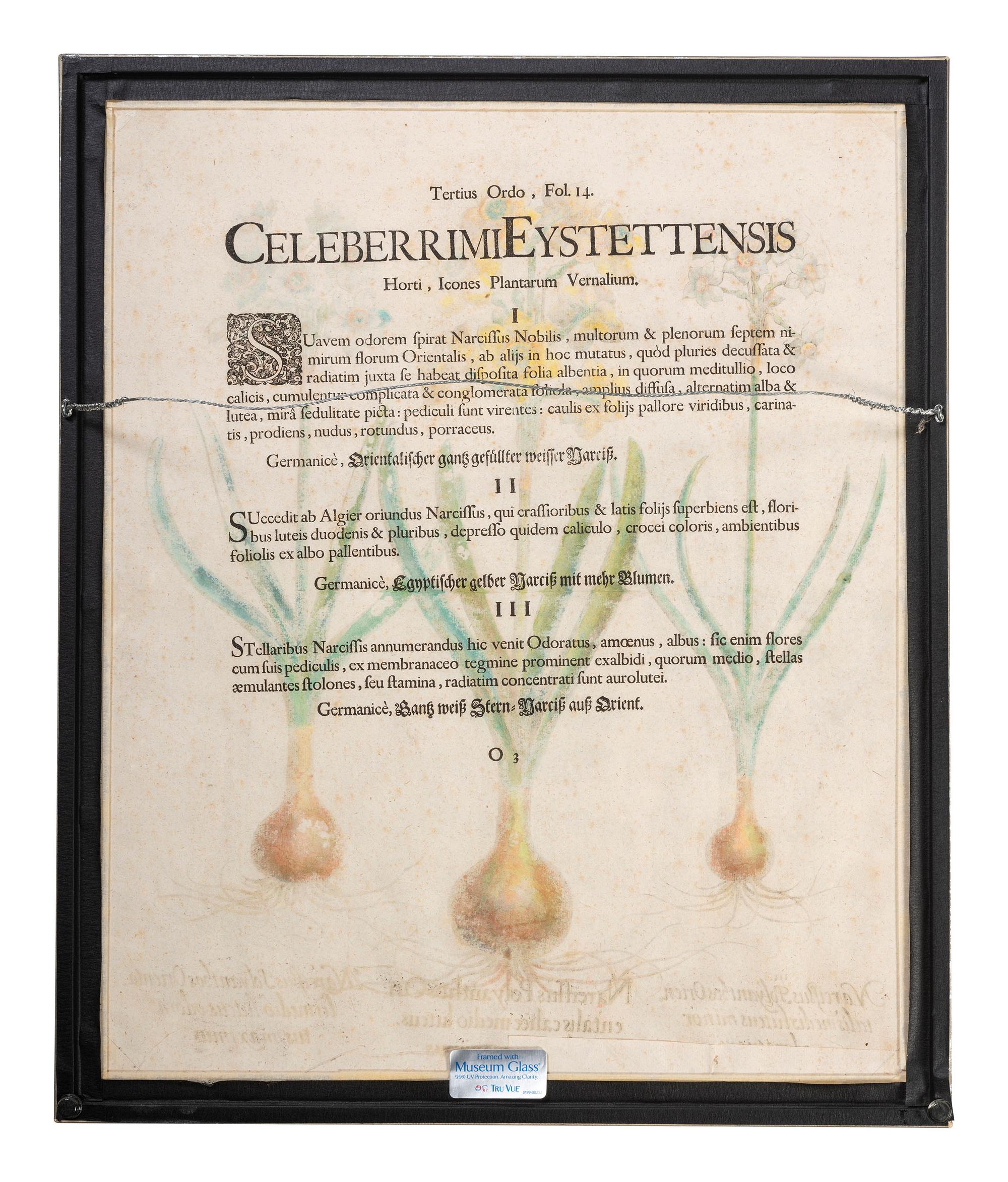 Three Hand-Colored Botanical Engravings