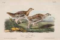 AUDUBON, John James (1785-1852) et al, after A group of 10 octavo-format prints, comprising: