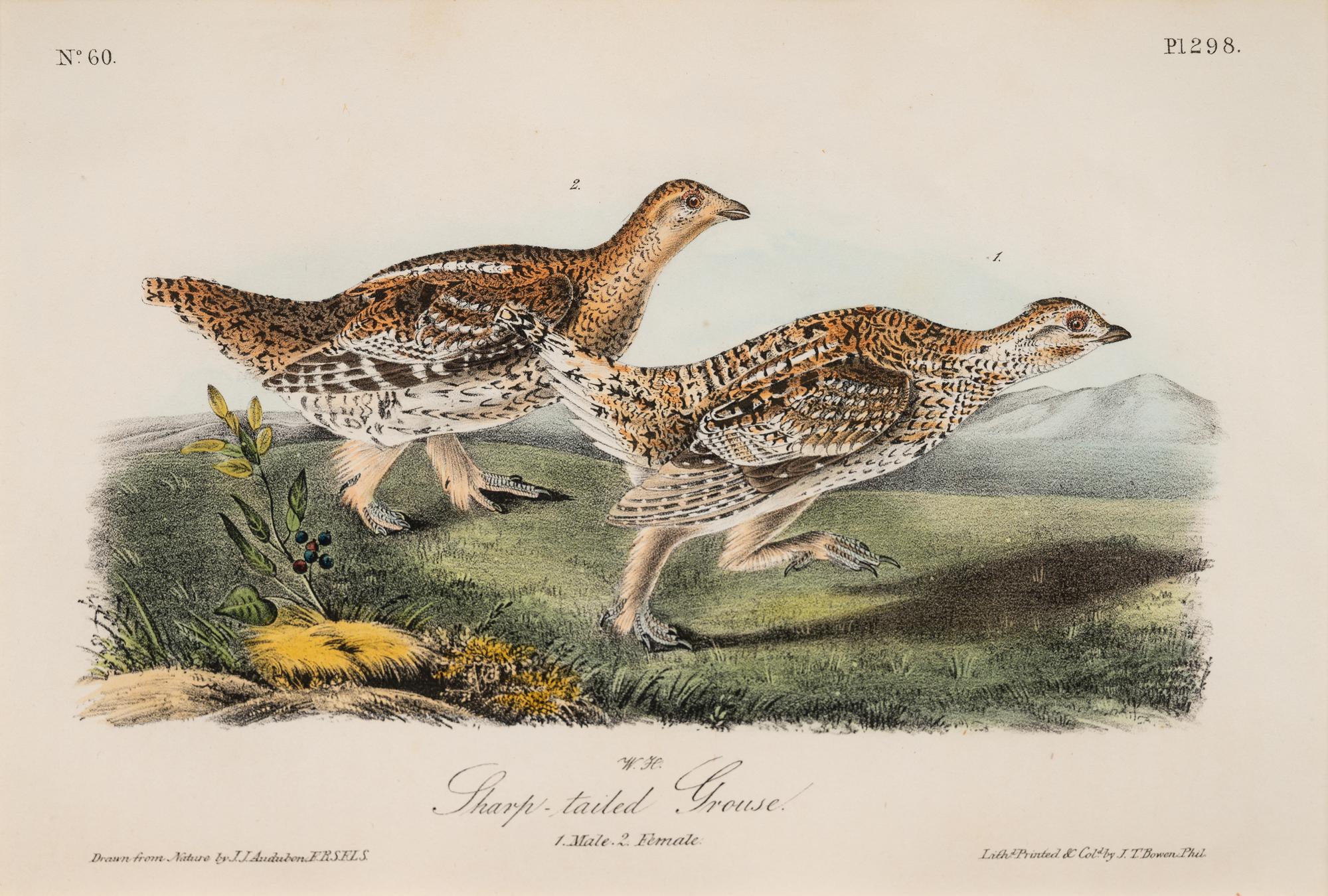 AUDUBON, John James (1785-1852) et al, after A group of 10 octavo-format prints, comprising: