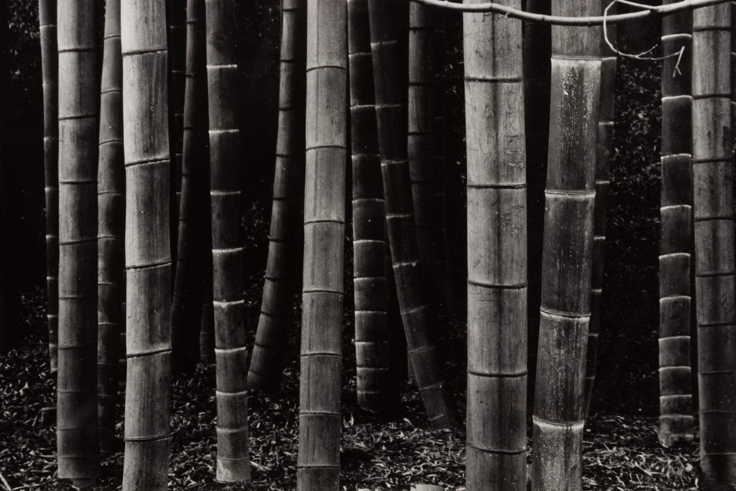 Bamboo Forest