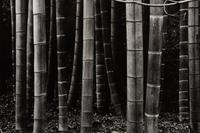 Bamboo Forest