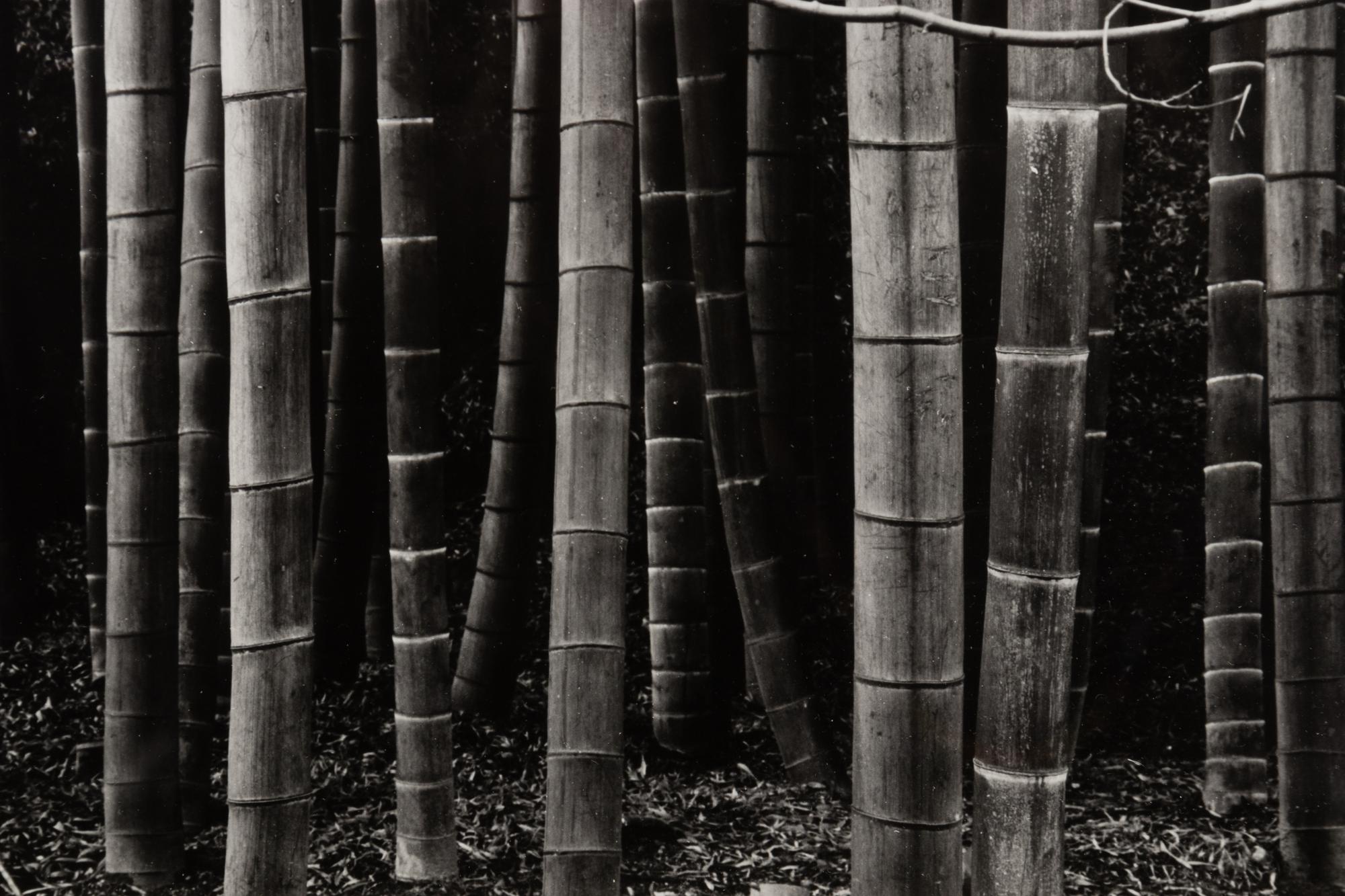 Bamboo Forest