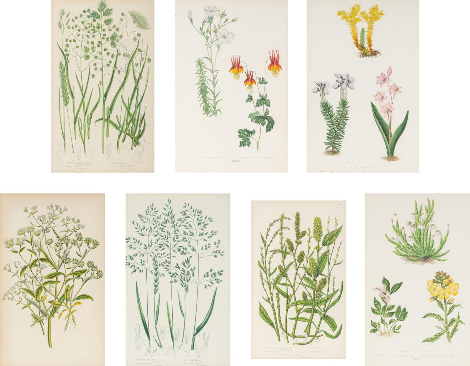 A Group of Seven Botanical Prints in Giltwood Frames