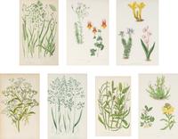A Group of Seven Botanical Prints in Giltwood Frames