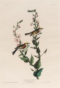 AUDUBON, John James (1785-1851). Chestnut-Sided Warbler (Plate LIX)