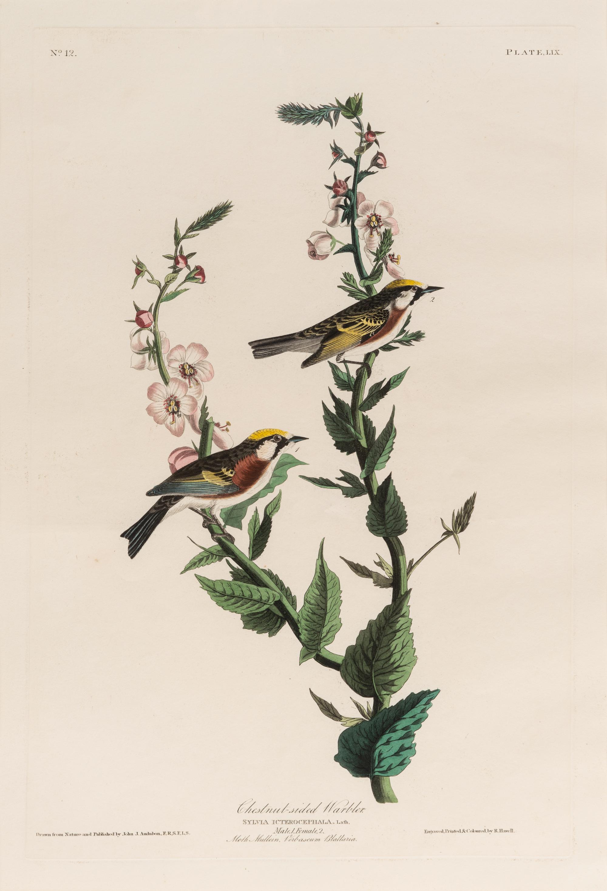 AUDUBON, John James (1785-1851). Chestnut-Sided Warbler (Plate LIX)
