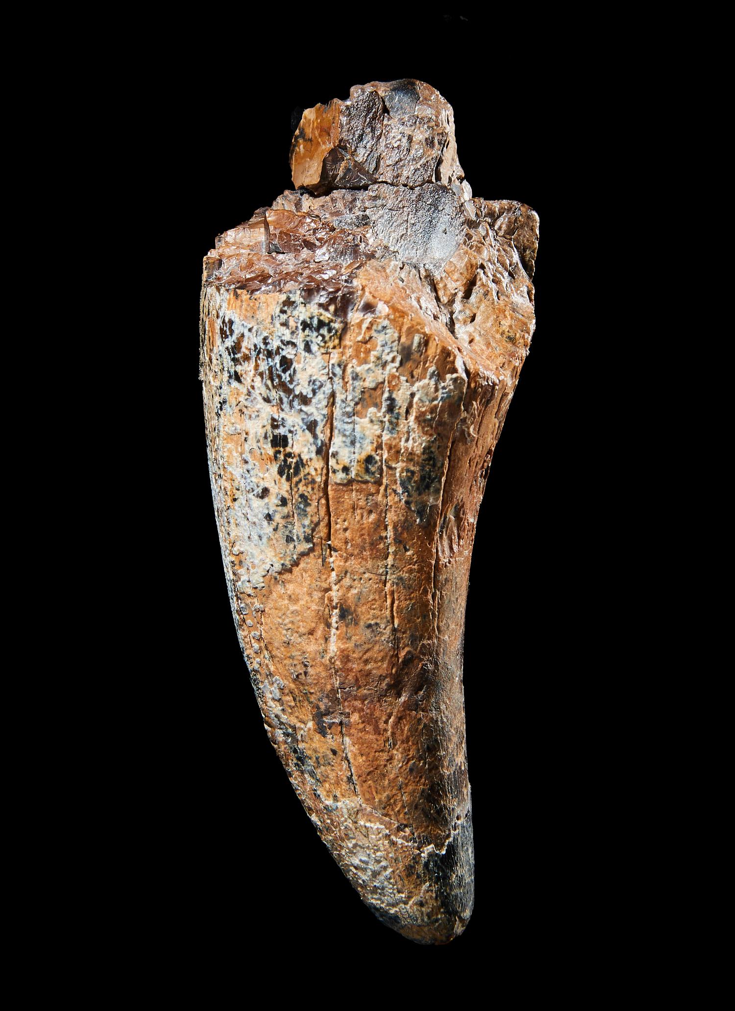 A Tyrannosaurus Rex Tooth ( Tyrannosaurus rex)