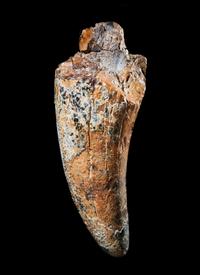A Tyrannosaurus Rex Tooth ( Tyrannosaurus rex)