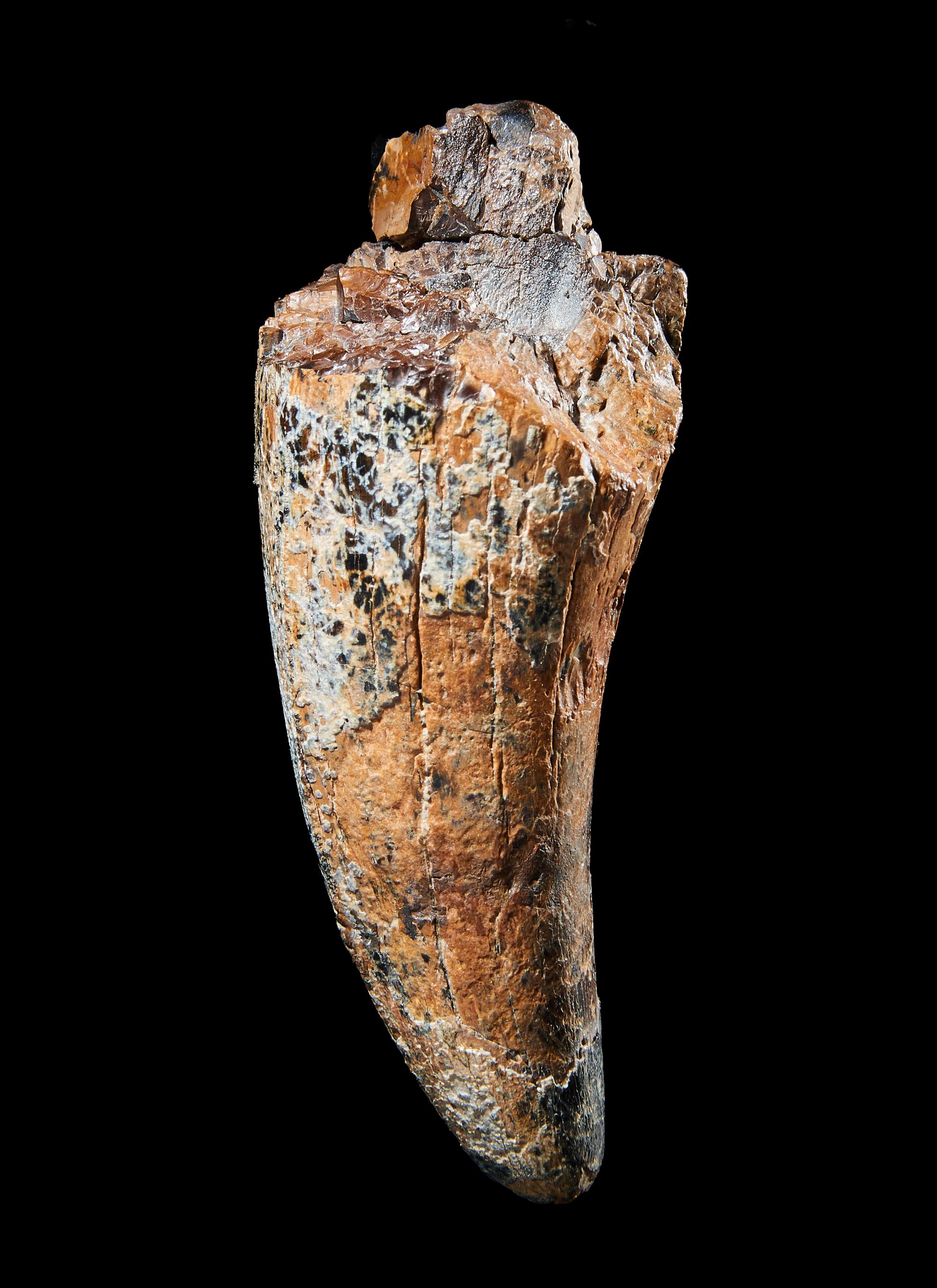 A Tyrannosaurus Rex Tooth ( Tyrannosaurus rex)