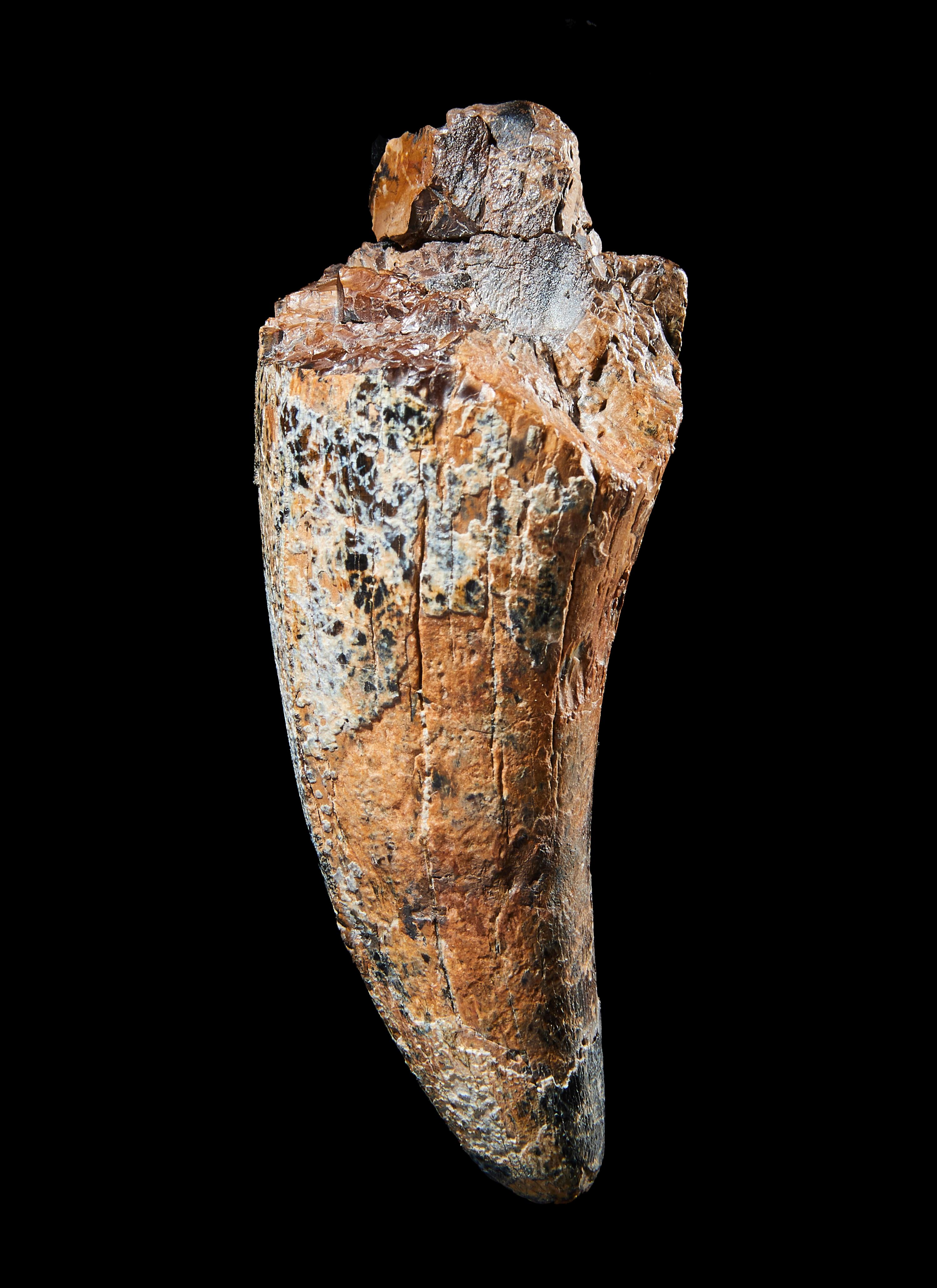 A Tyrannosaurus Rex Tooth ( Tyrannosaurus rex)