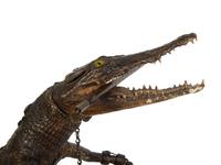 A Taxidermy Cayman Crocodile with Gong — 20TH CENTURY