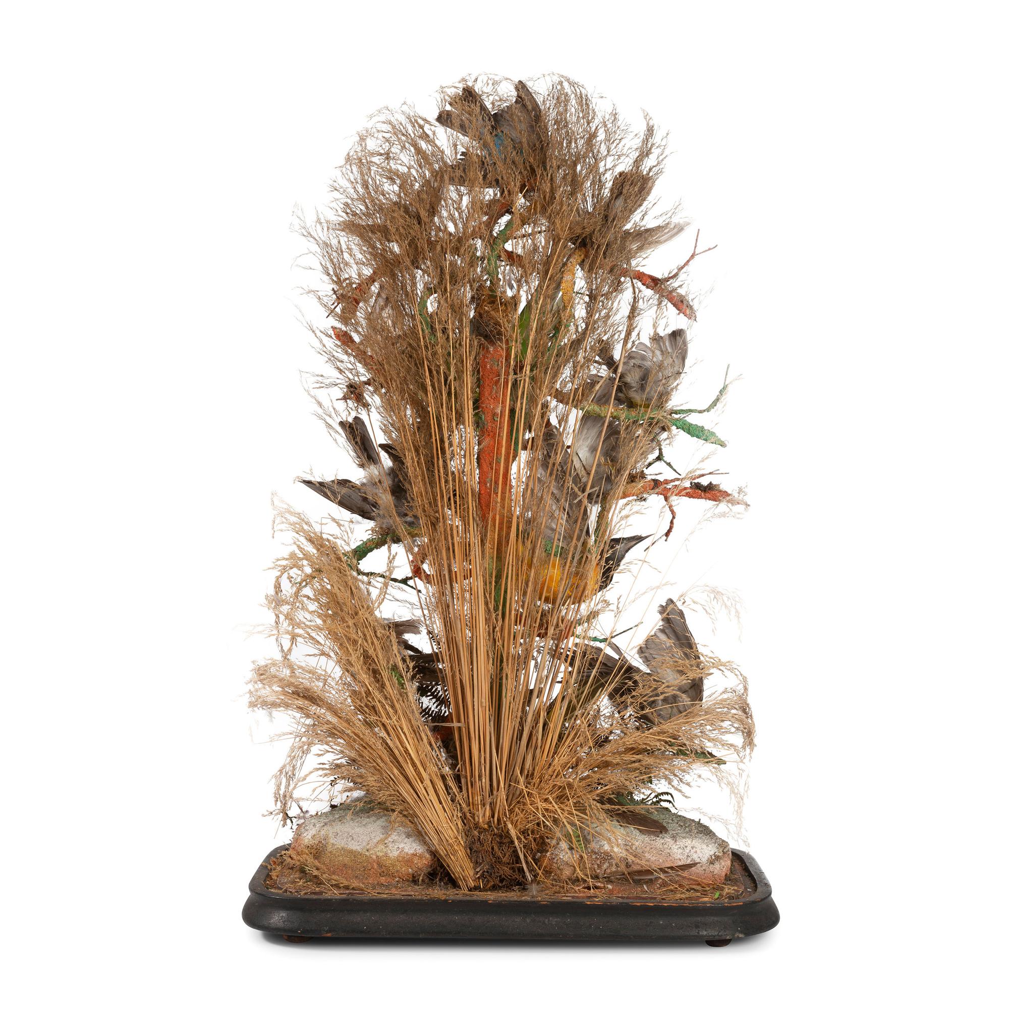 A Victorian Bird Taxidermy Diorama