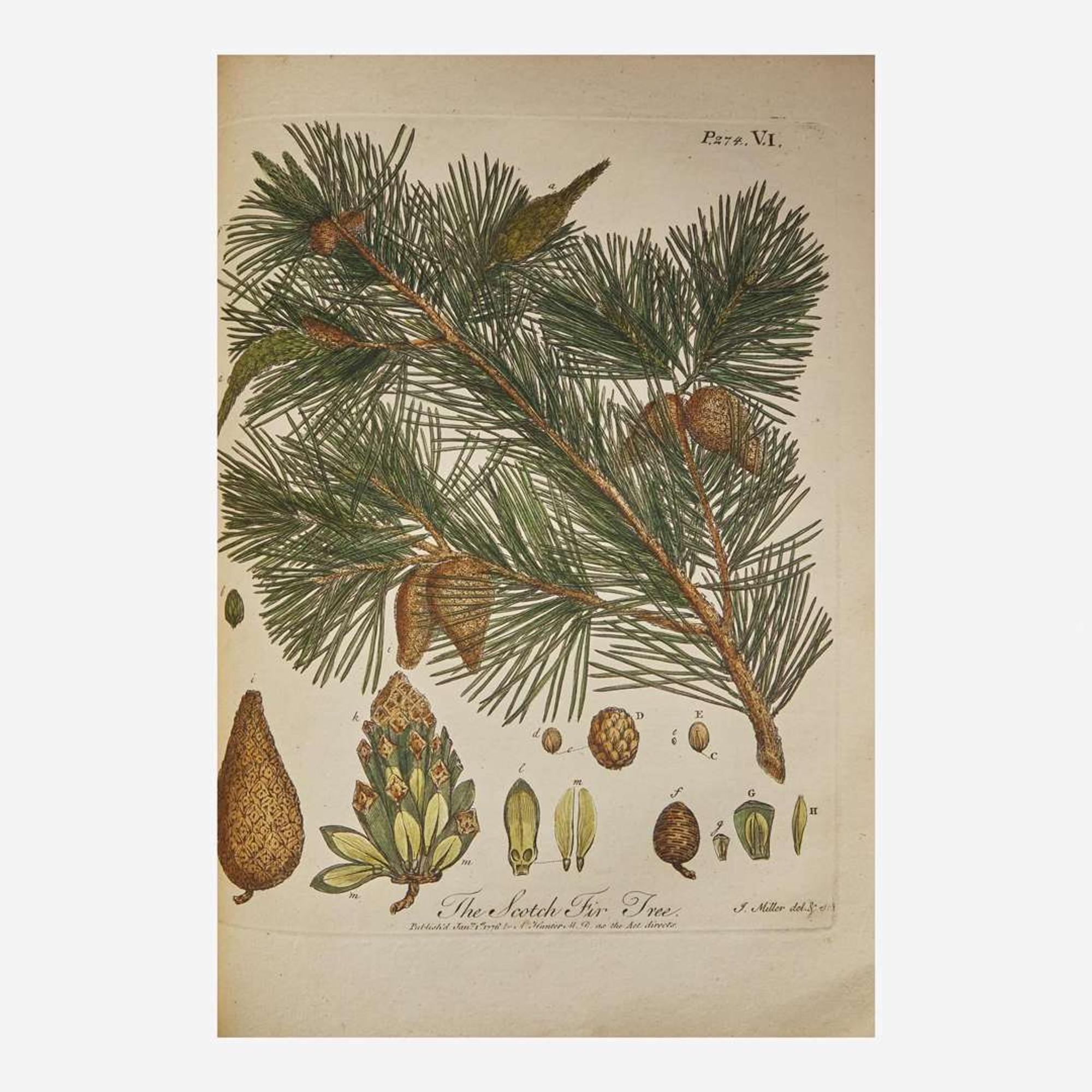[Natural History] Evelyn, John Silva: Or, A Discourse of Forest-Trees…