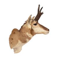 A Taxidermy Pronghorn Antelope Shoulder Mount