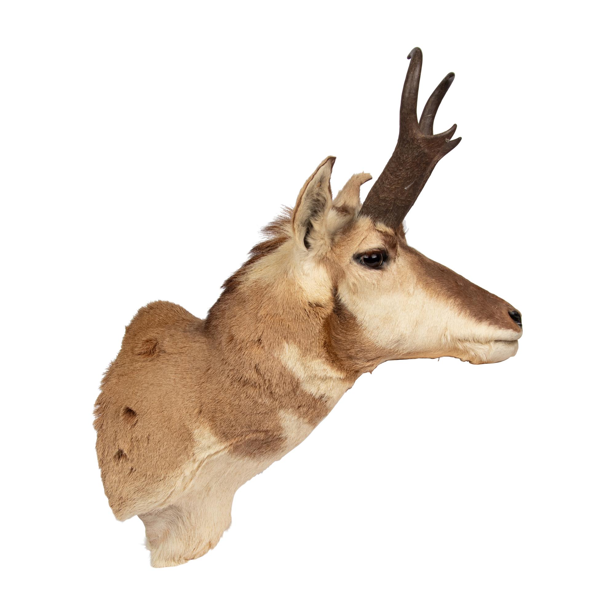 A Taxidermy Pronghorn Antelope Shoulder Mount