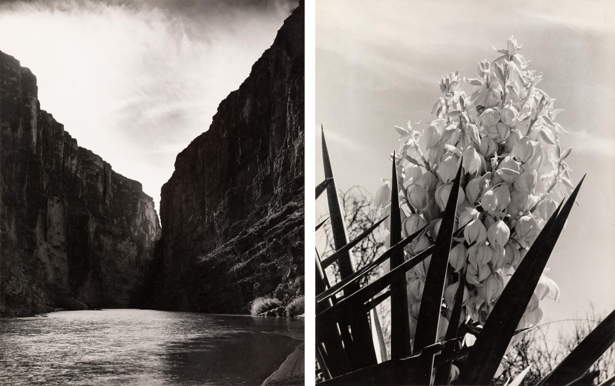 Laura Gilpin (1891-1979) Santa Elena Canyon, Big Bend National Park, Texas, 1946; and Untitled (Flowering Adams Needle Yucca,) nd