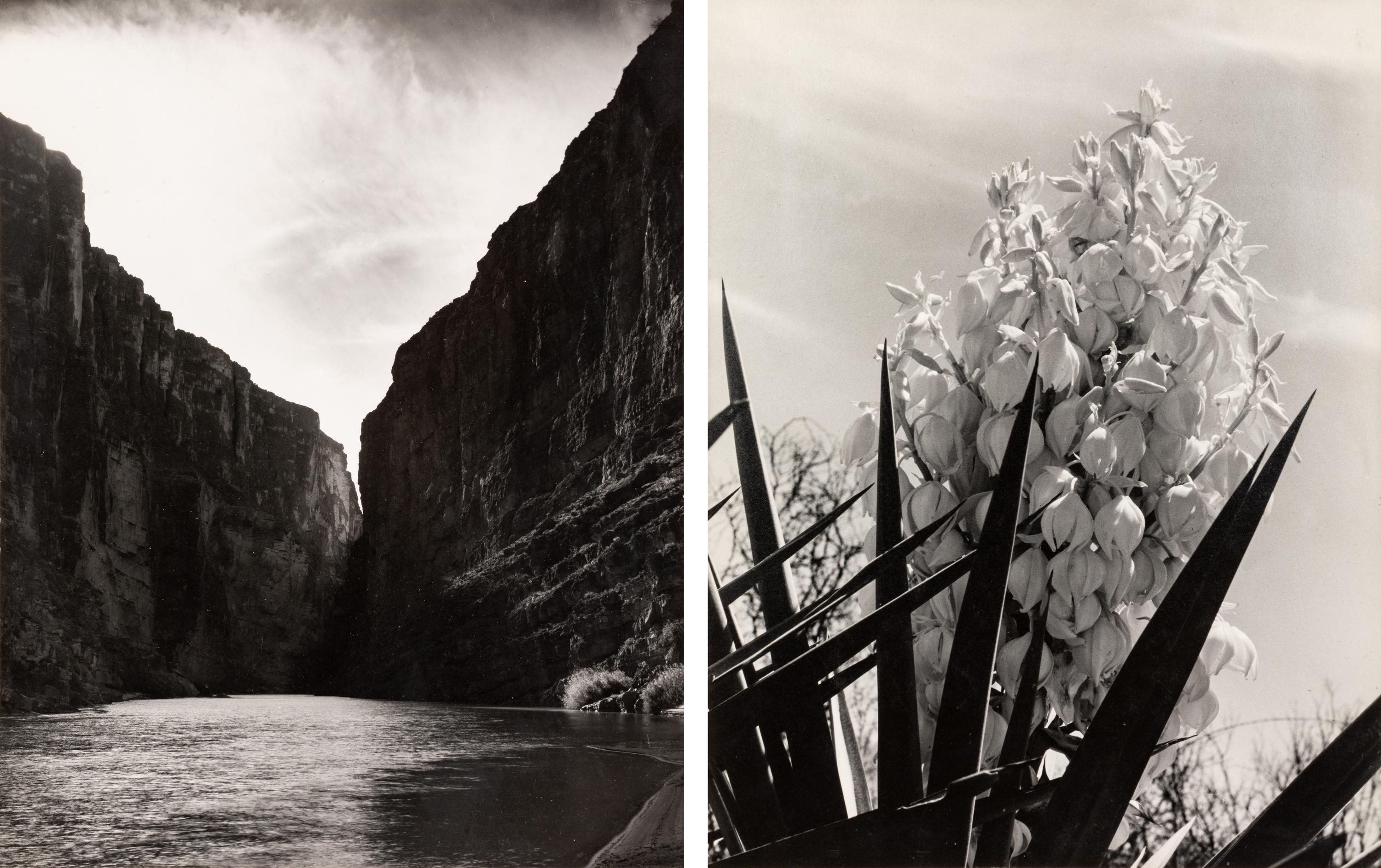 Laura Gilpin (1891-1979) Santa Elena Canyon, Big Bend National Park, Texas, 1946; and Untitled (Flowering Adams Needle Yucca,) nd