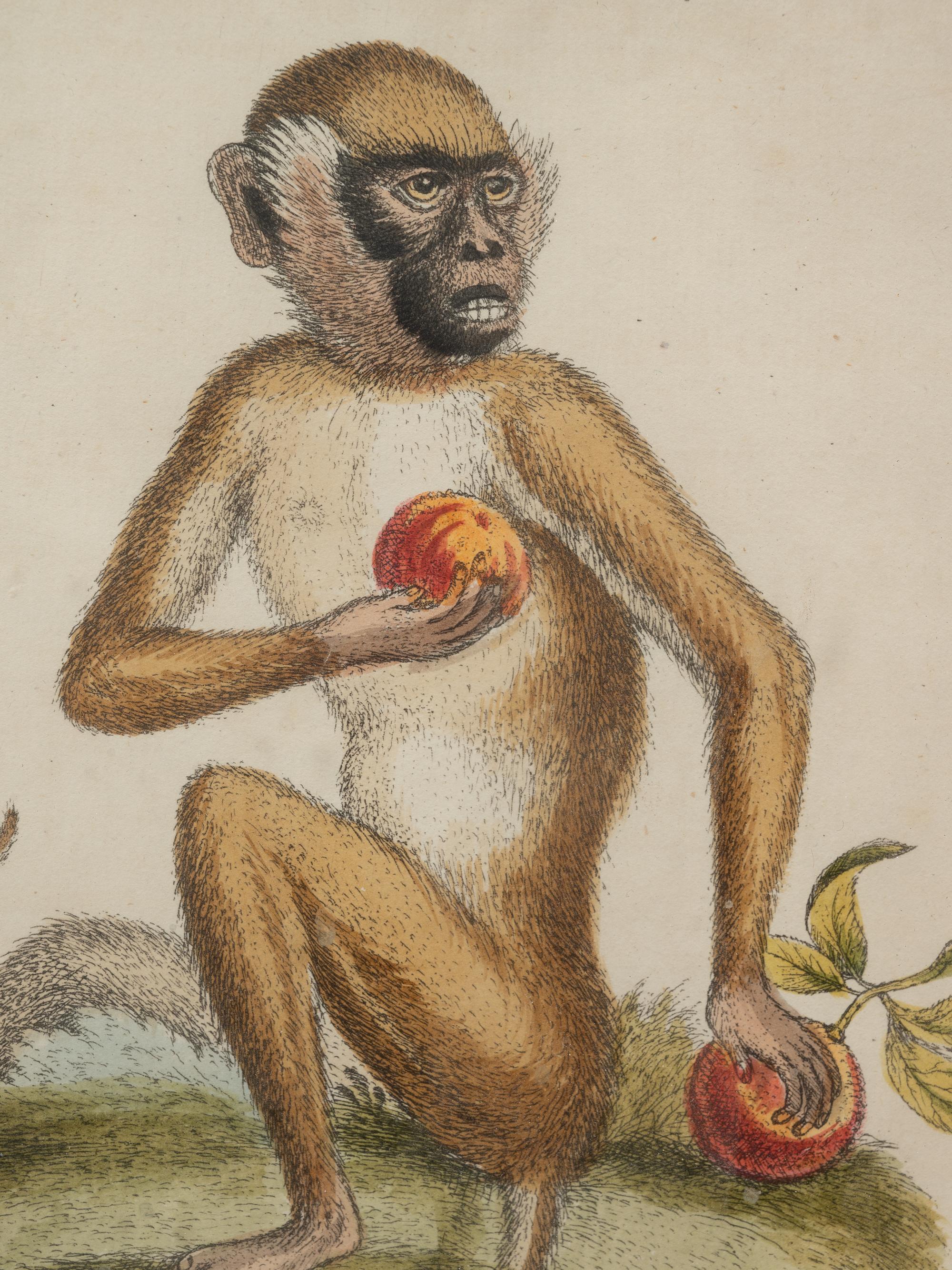 A Group of Six Continental Engravings Depicting Primates (Second Half 19th Century)