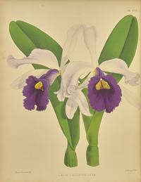 [Natural History] Warner, Robert, and Bejamin Samuel Williams, and Thomas Moore. The Orchid Album, Comprising Coloured Figures and Descriptions of New, Rare, and Beautiful Orchidaceous Plants