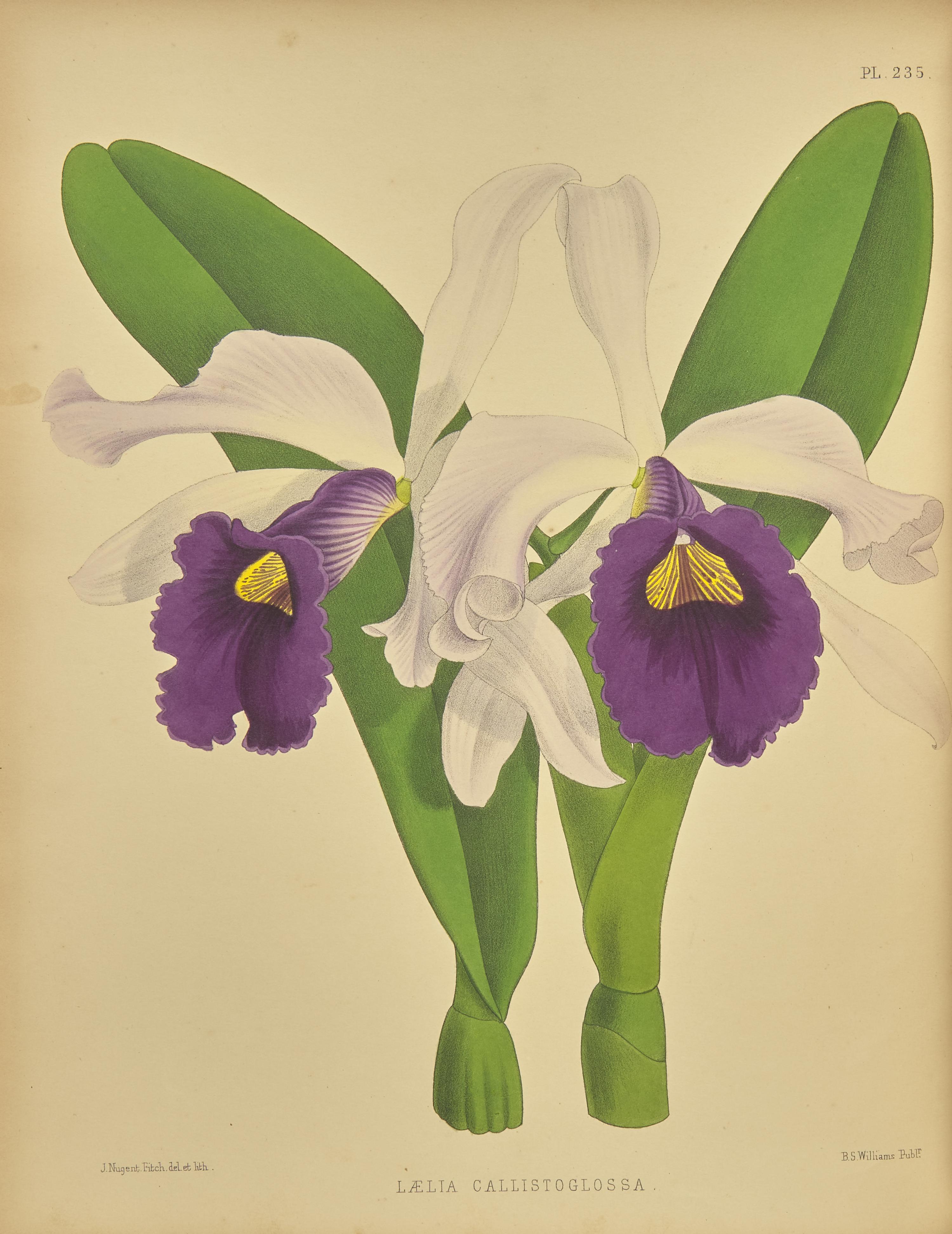 [Natural History] Warner, Robert, and Bejamin Samuel Williams, and Thomas Moore. The Orchid Album, Comprising Coloured Figures and Descriptions of New, Rare, and Beautiful Orchidaceous Plants