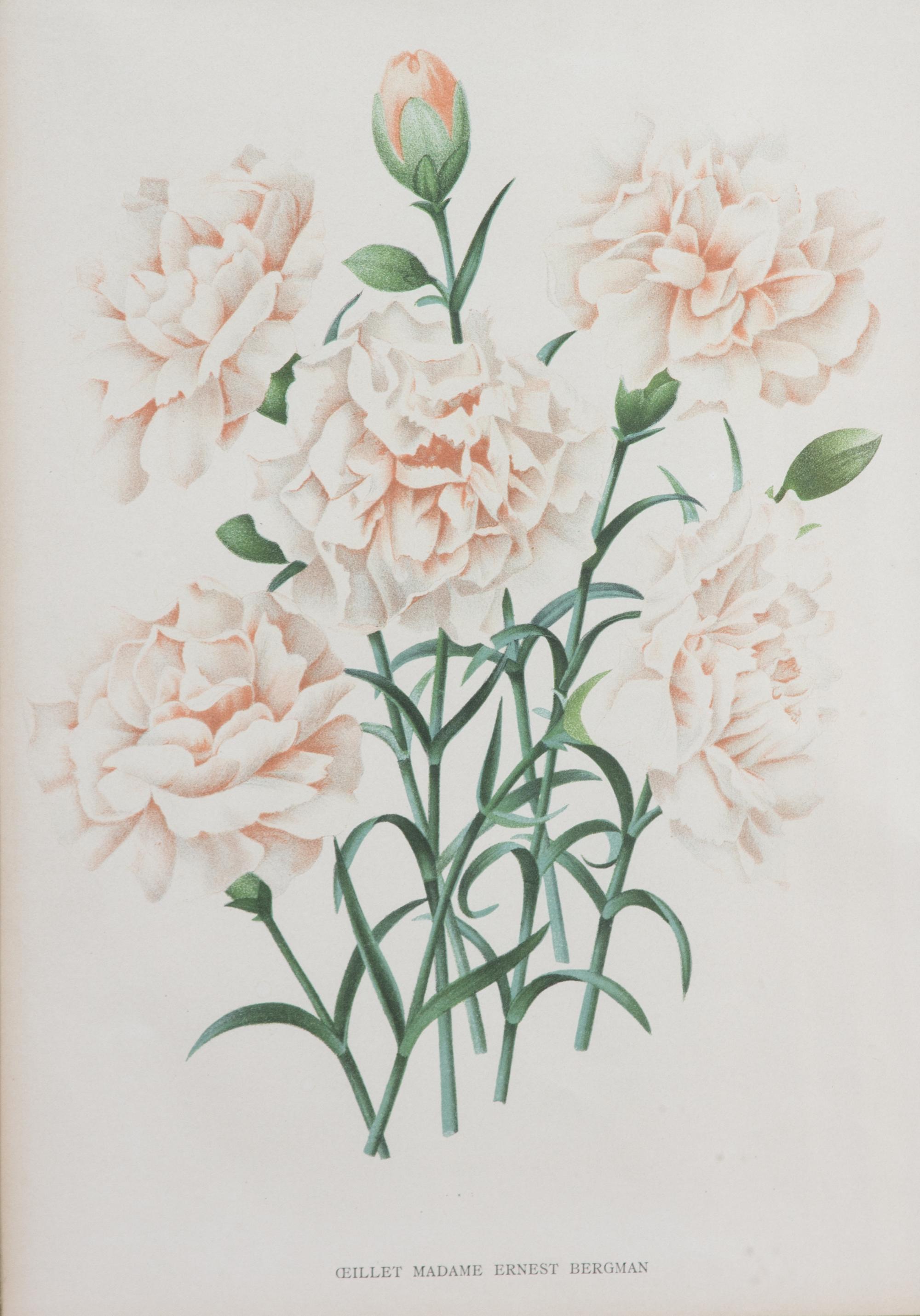 Four Botanical Color Lithographs Framed 12 1/2 X 8 3/4 inches. — 20TH CENTURY