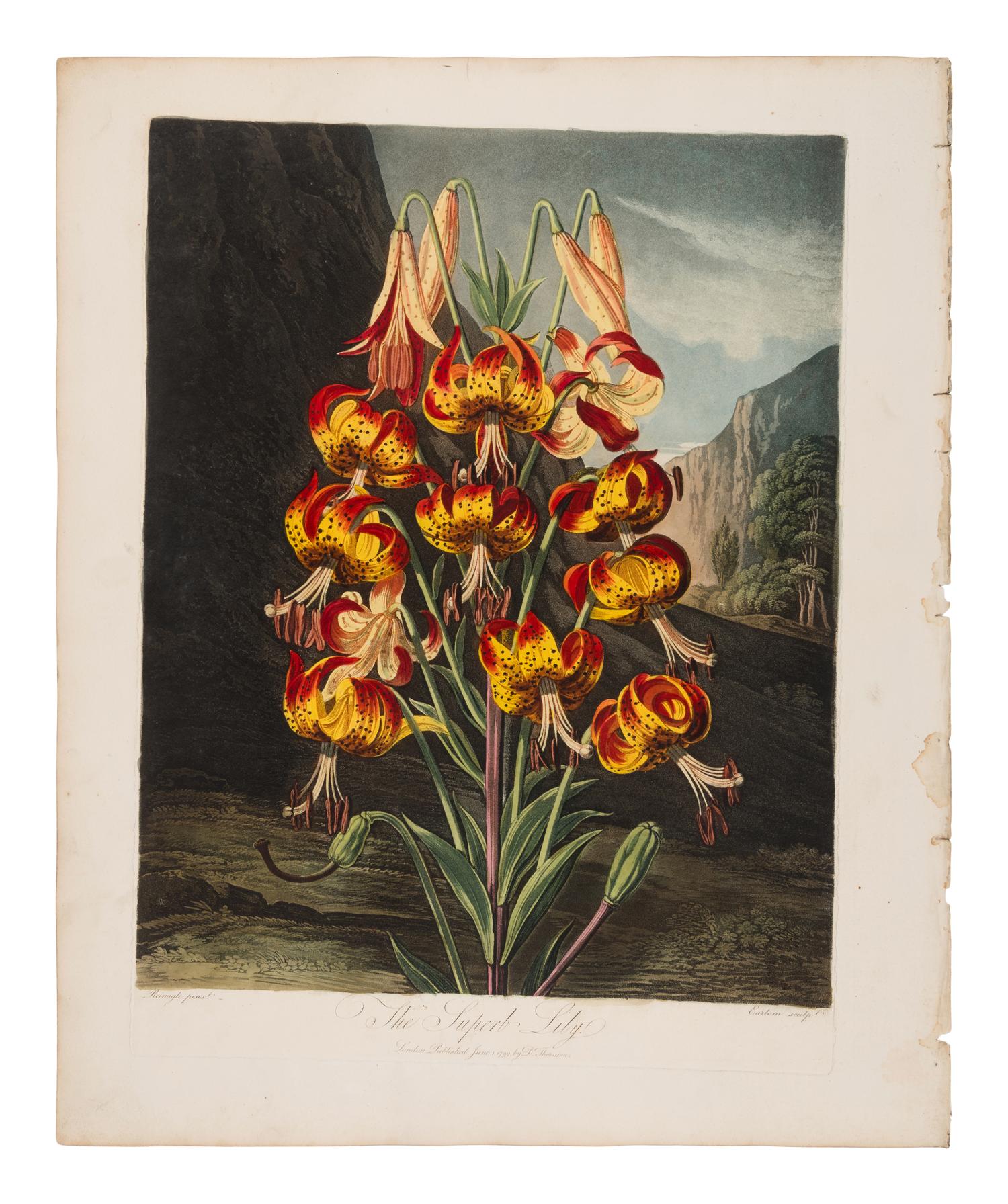 THORNTON, Robert John (1768-1837). New Illustration of the Sexual System of Carolus von Linnaeus Comprehending... and the Temple of Flora, or Garden of Nature . London: for the Publisher, by T. Bensley [1799-] 1807-[1812].