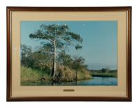 Cypress Trees, Great Blue Heron; White Pelicans, Everglades; and White Ibis in Cypress Tree