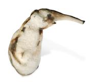 Untitled (Elephant) , 1987
