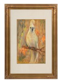 Yellow-Crested Cockatoo