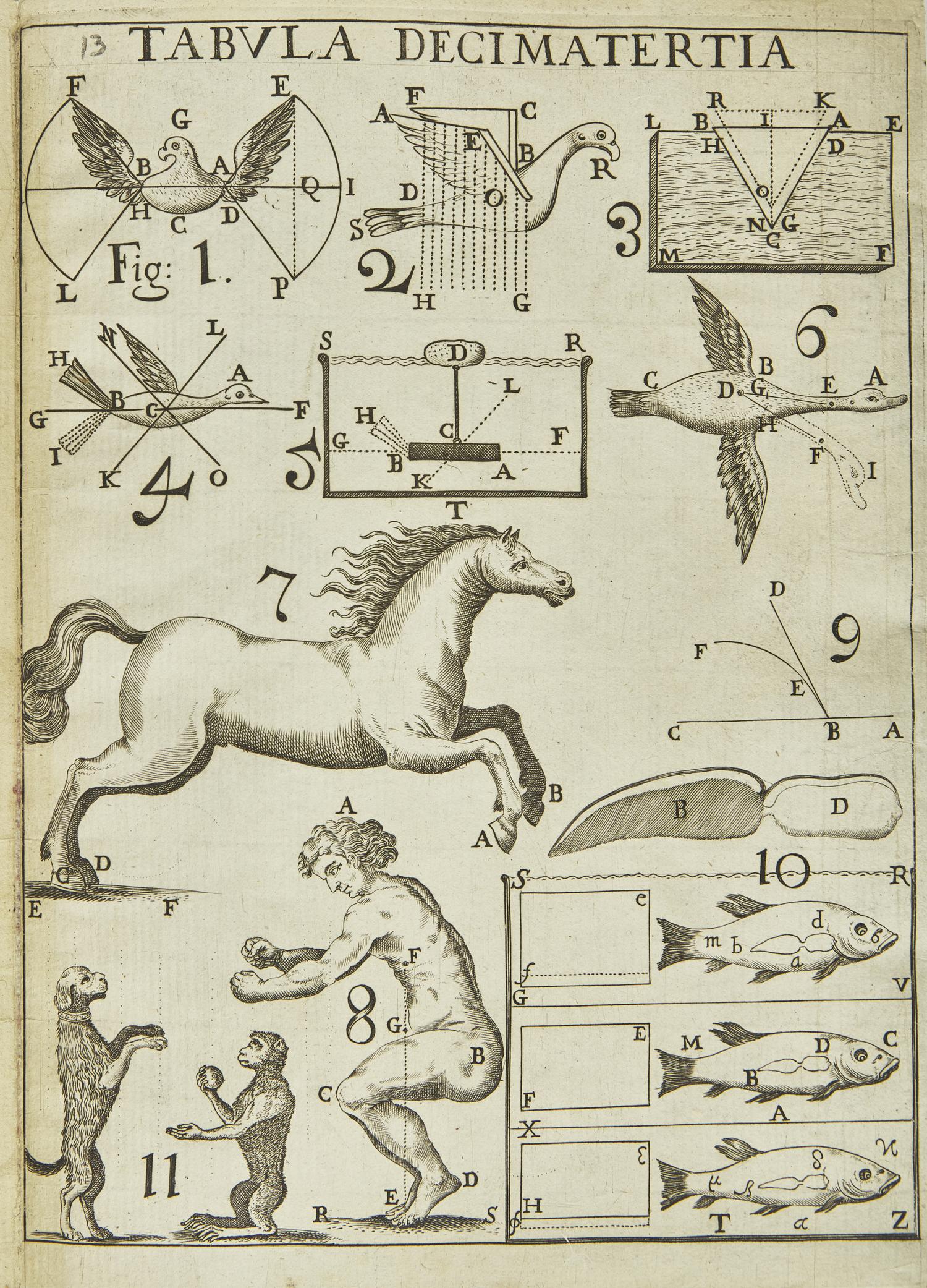 [Science, Medicine & Mathematics] Borelli, Giovanni Alfonso. De Motu Animalium