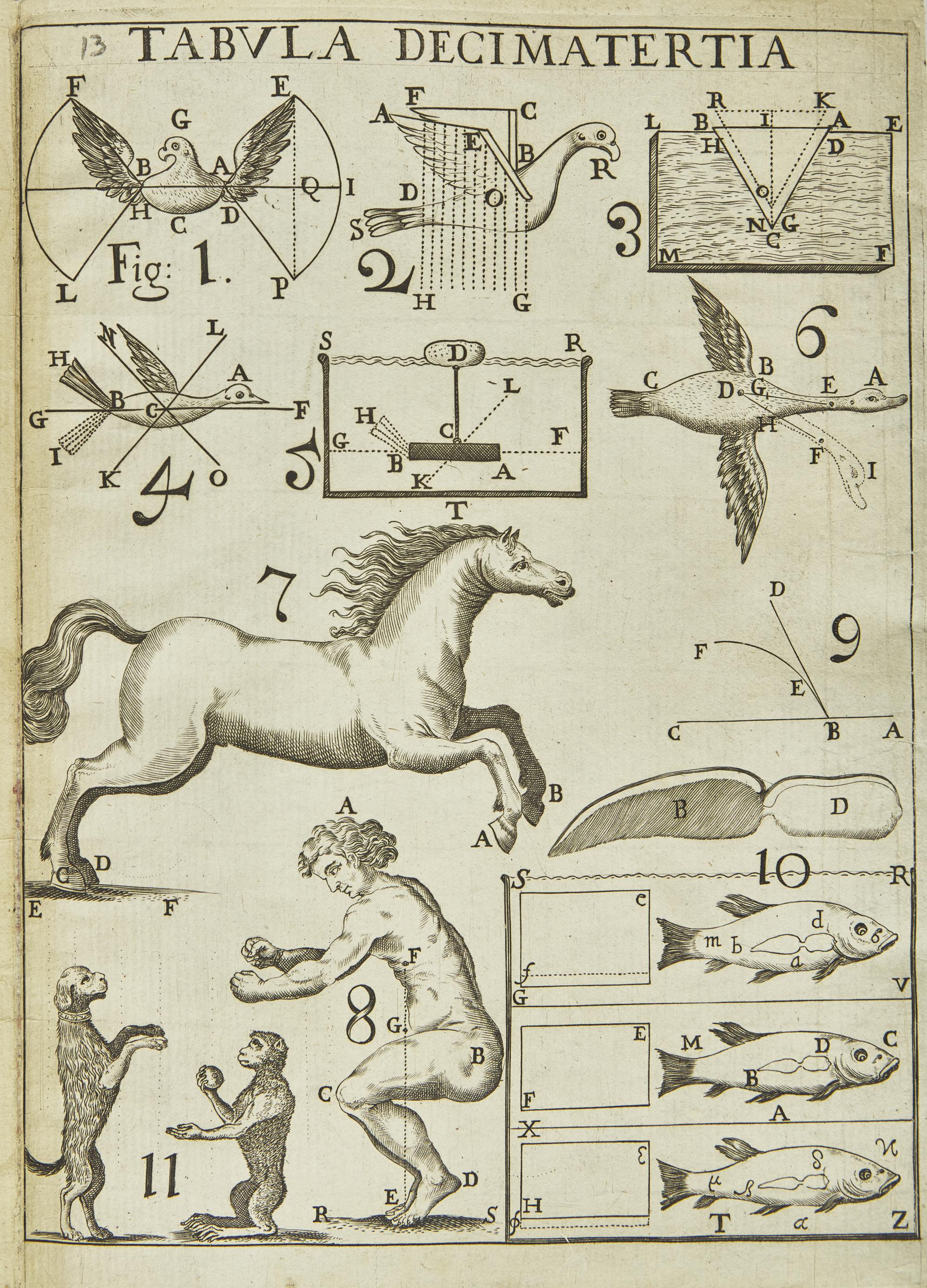 [Science, Medicine & Mathematics] Borelli, Giovanni Alfonso. De Motu Animalium
