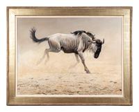 Wildebeest