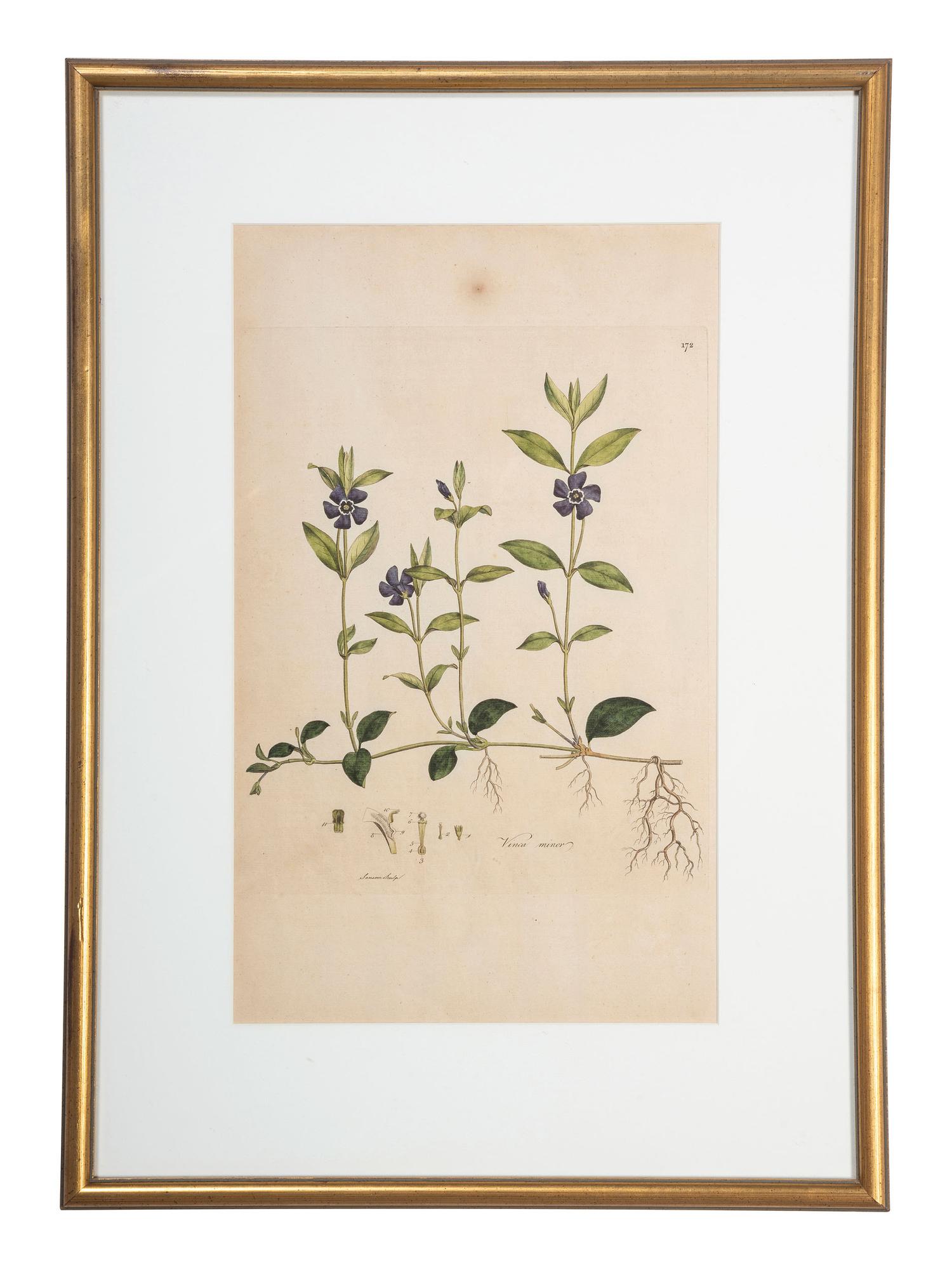 Four Hand-Colored Botanical Engravings