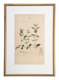 Four Hand-Colored Botanical Engravings
