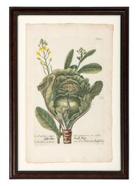 Nine Vegetable Aquatints