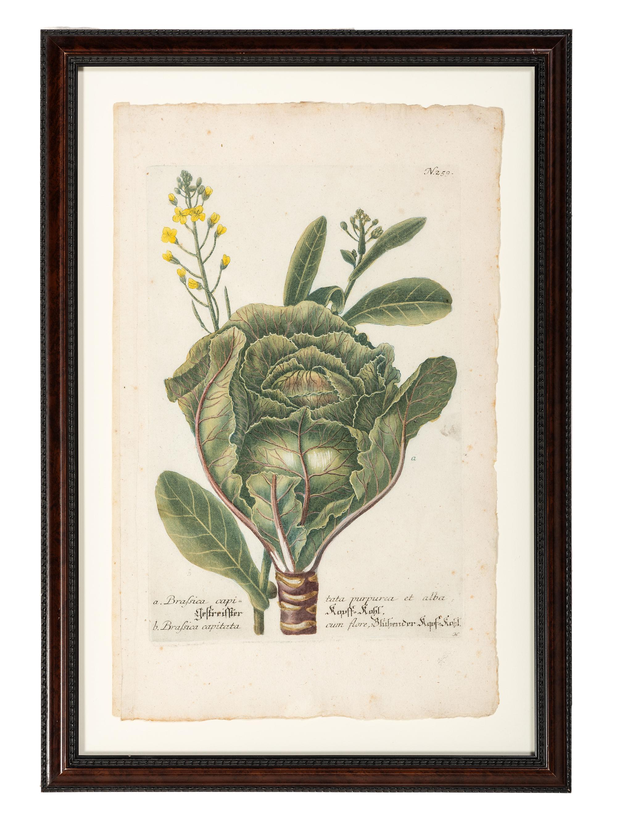 Nine Vegetable Aquatints