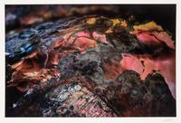 A group of ten photographs from the Creation Portfolio (one duplicate image)