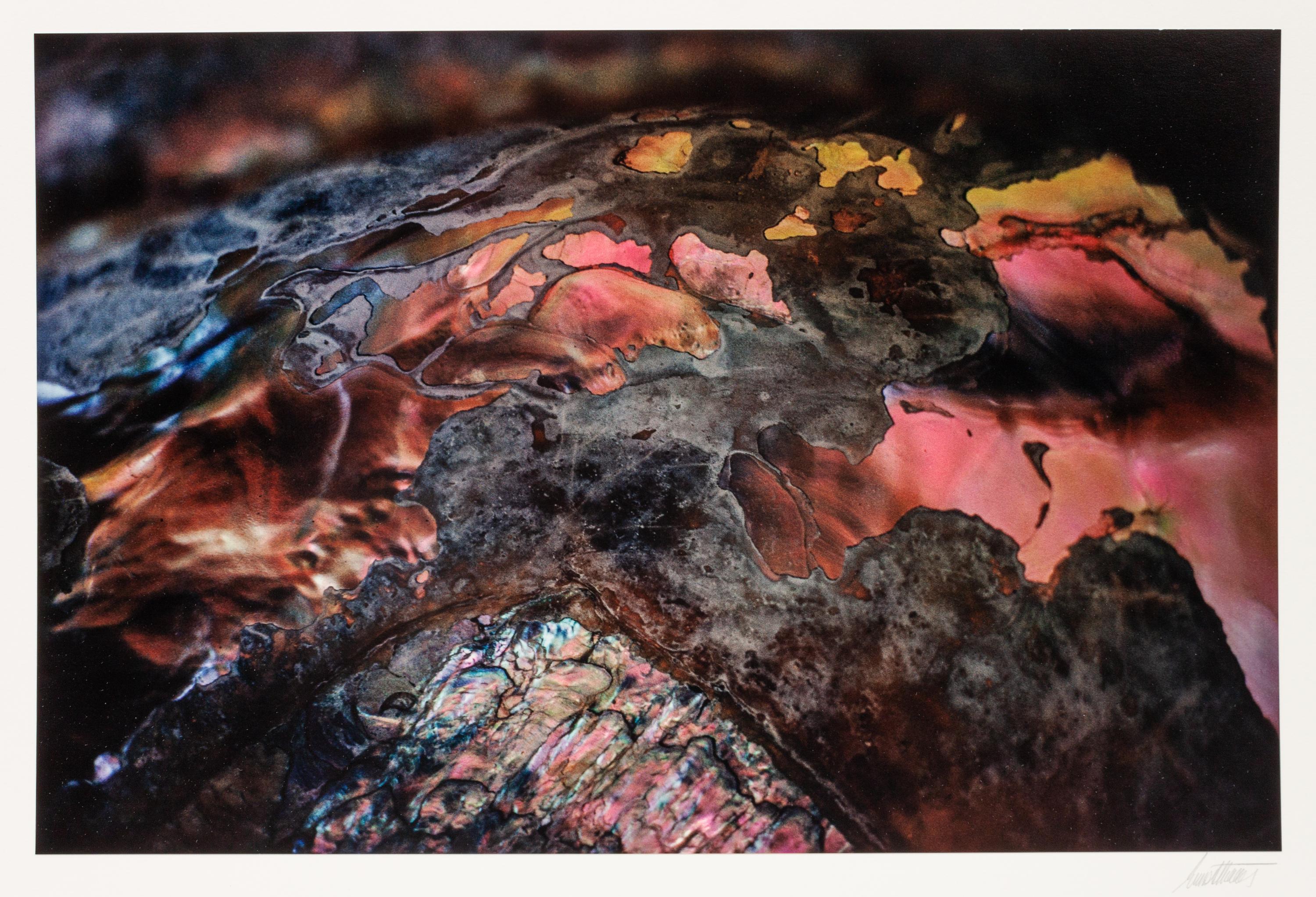 A group of ten photographs from the Creation Portfolio (one duplicate image)