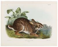 AUDUBON, John James (1785-1851)