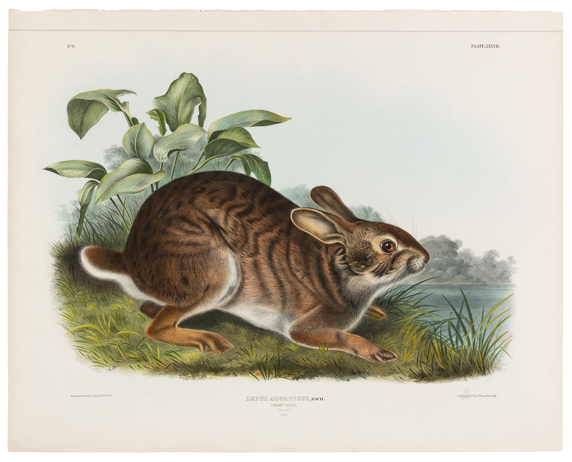 AUDUBON, John James (1785-1851)