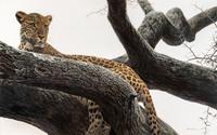 Leopard at Seronera