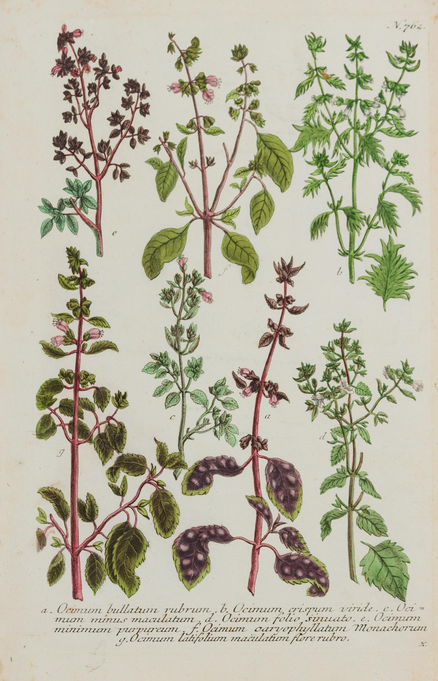 A Group of Six Hand-Colored Botanical Engravings from Johann Weinmann's Phytanthoza Iconographia — CIRCA 1740