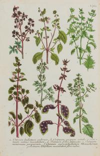 A Group of Six Hand-Colored Botanical Engravings from Johann Weinmann's Phytanthoza Iconographia — CIRCA 1740