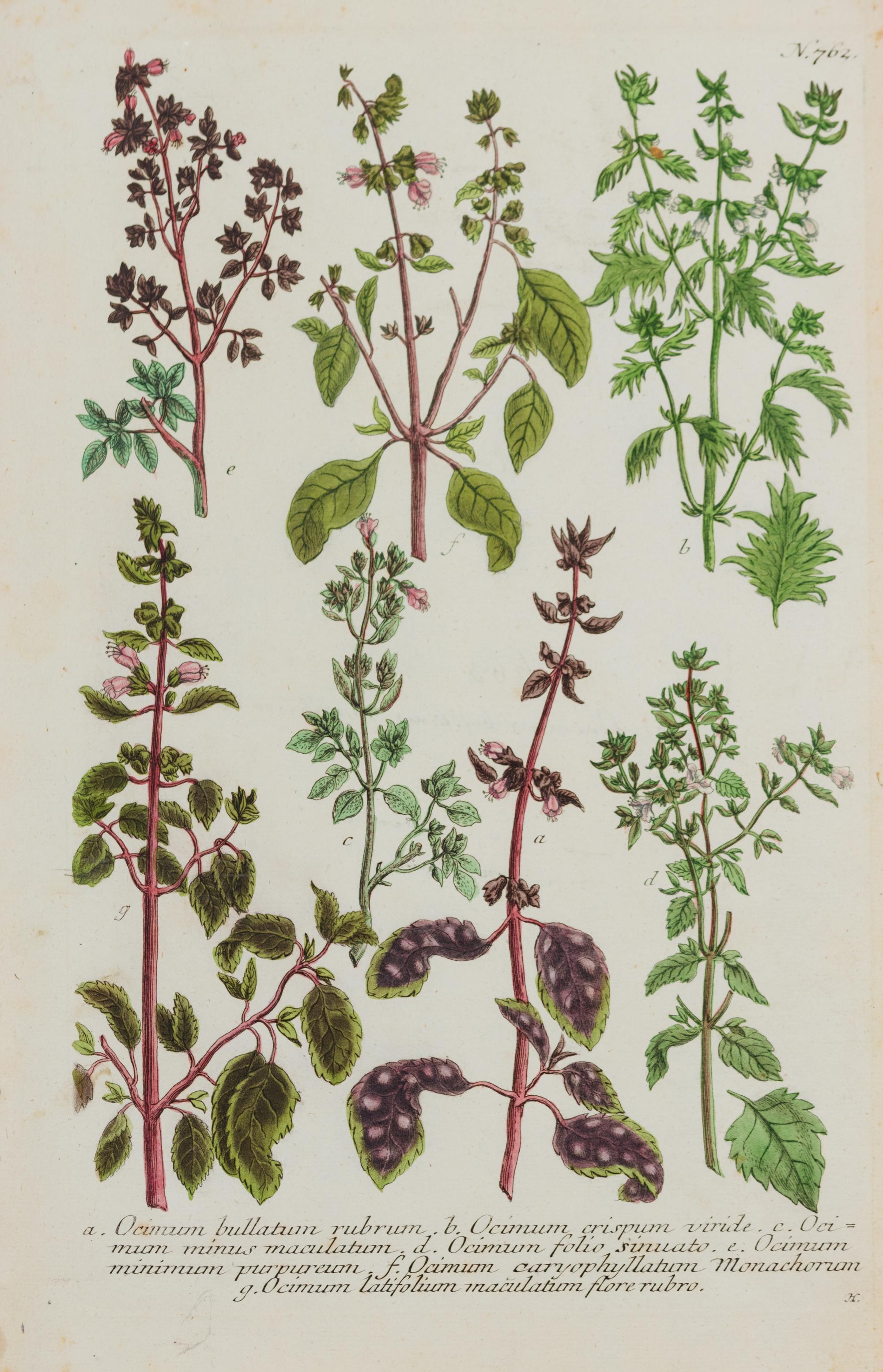 A Group of Six Hand-Colored Botanical Engravings from Johann Weinmann's Phytanthoza Iconographia — CIRCA 1740