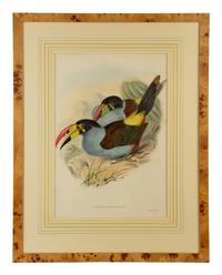 Andigena Hypoglaucus and Ramphastos Brevicarinatus, from John Gould's Birds of Great Britain