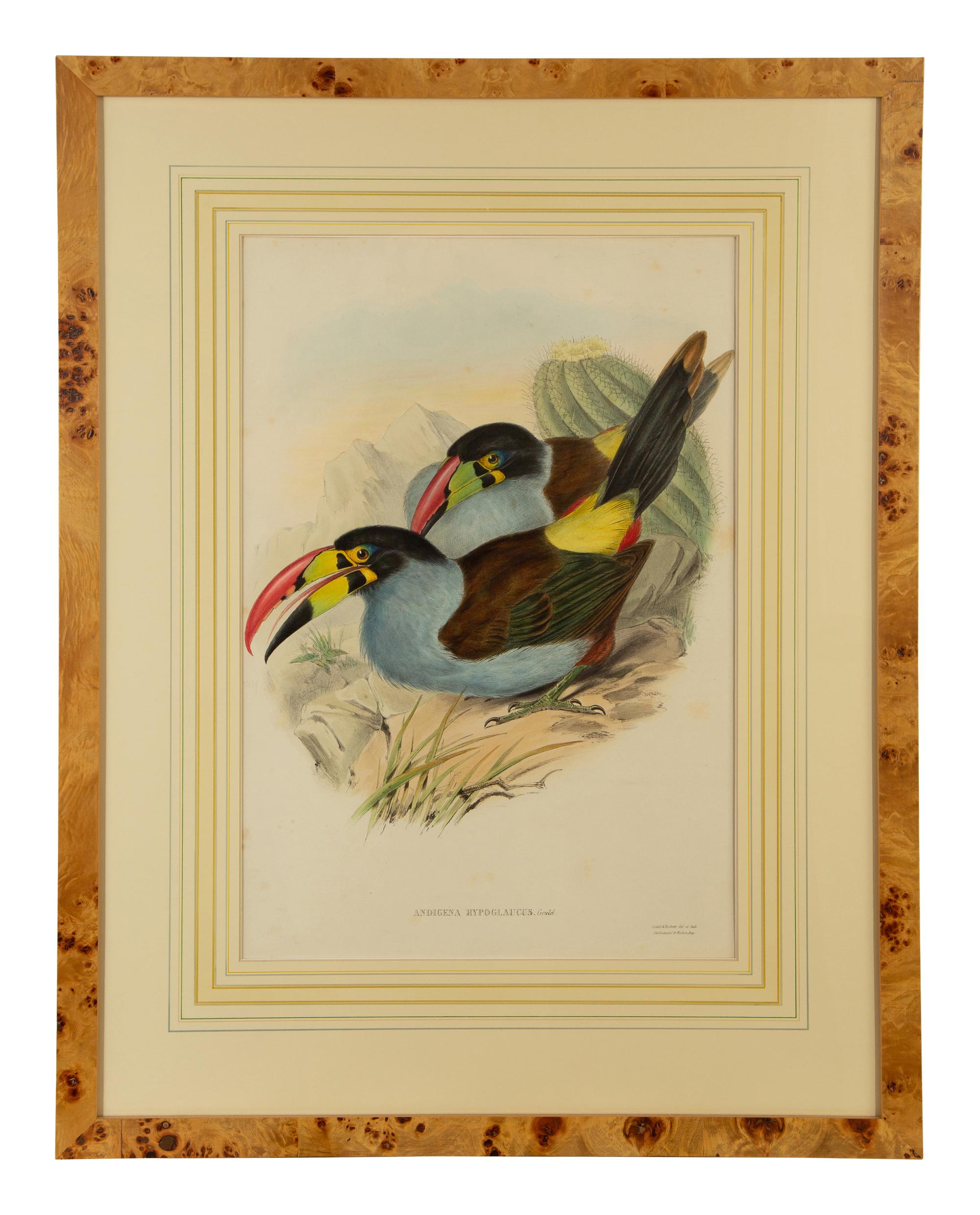 Andigena Hypoglaucus and Ramphastos Brevicarinatus, from John Gould's Birds of Great Britain