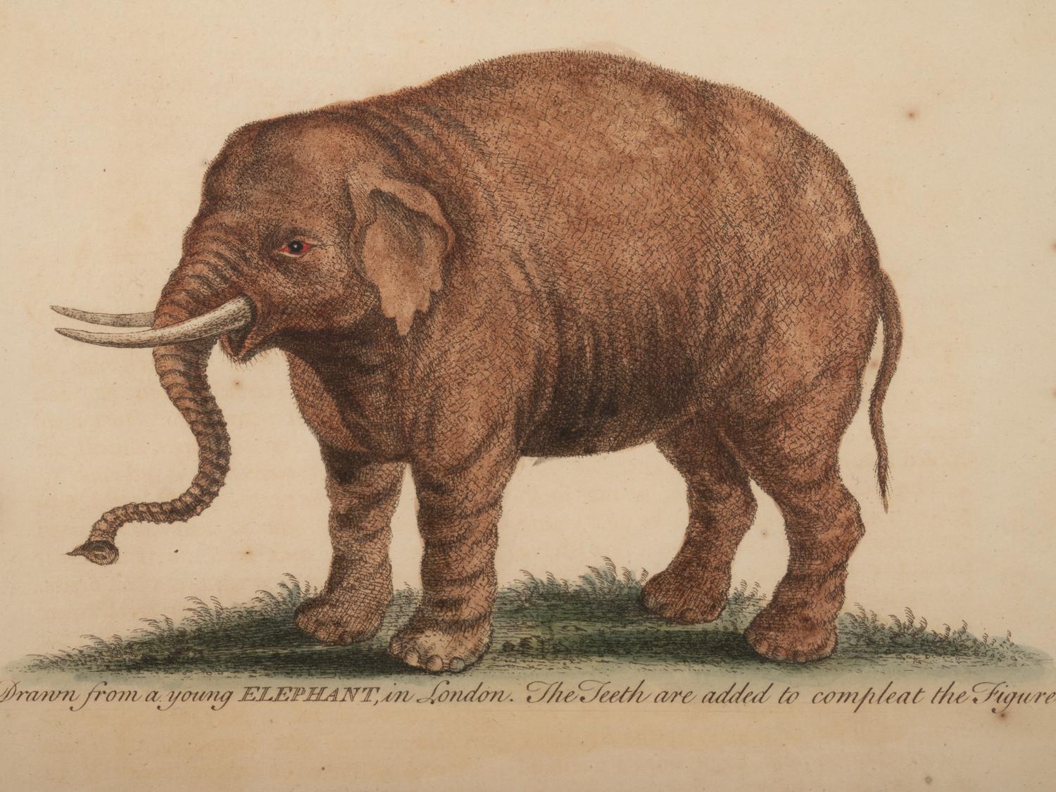 Six Hand-Colored Engravings
