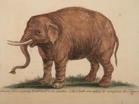 Six Hand-Colored Engravings